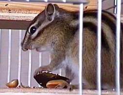 ecureille